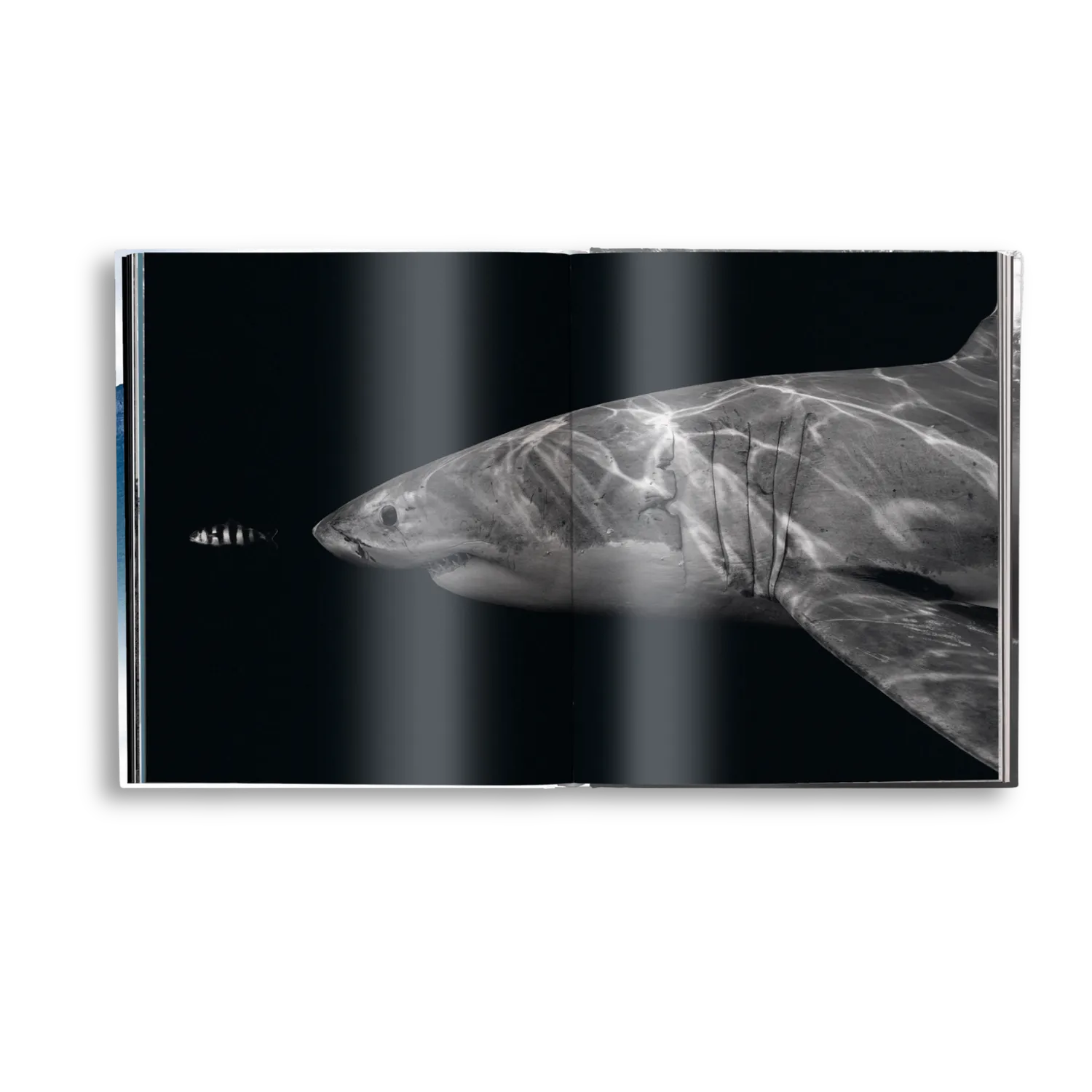 Gestalten Creation Bildband Tierfotografie Harry Skeggs
