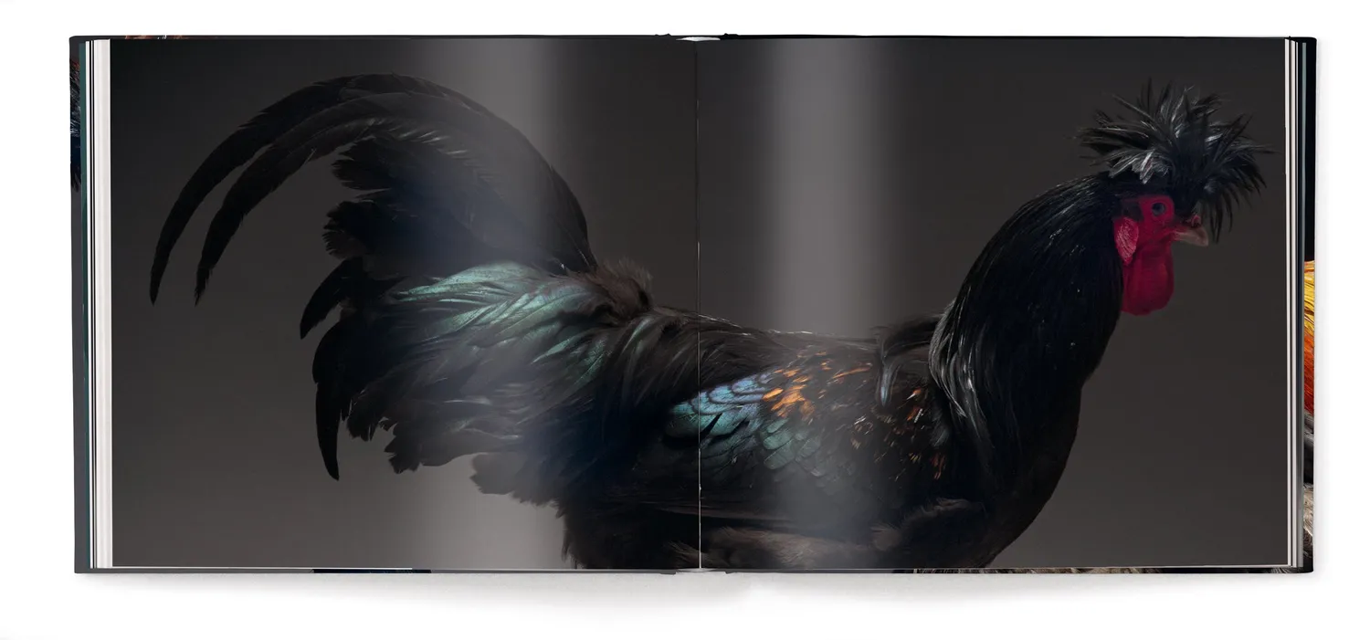 teNeues Feathered Elegance Bildband Hühnerrassen
